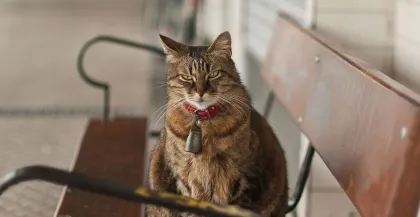 Los gatos del infierno